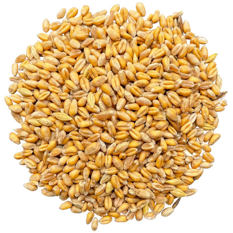Organics Out West - Organic Wheat - [1kg]